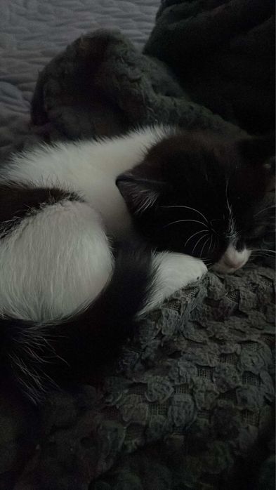 отдам котят в хорошие , добрые руки