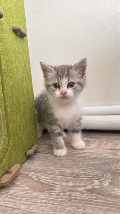 Котятки ищую новый дом