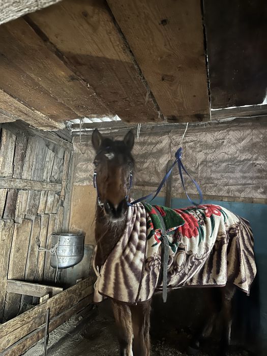 Кунан шыгар,Актобеде тур