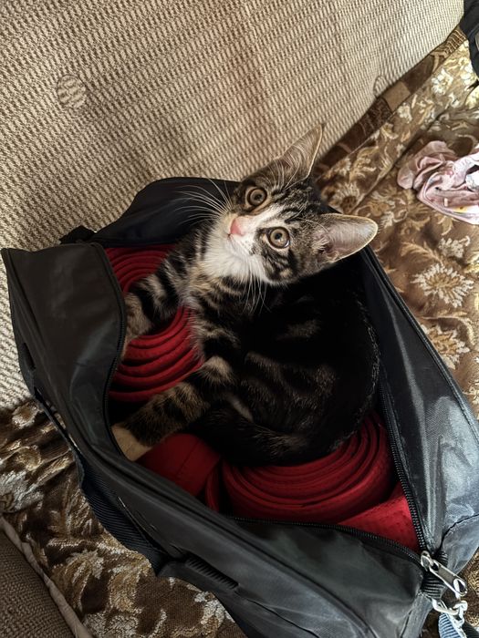 Котенок/мальчик.