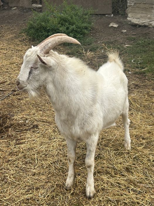 Tapi sanen metis anglonubian