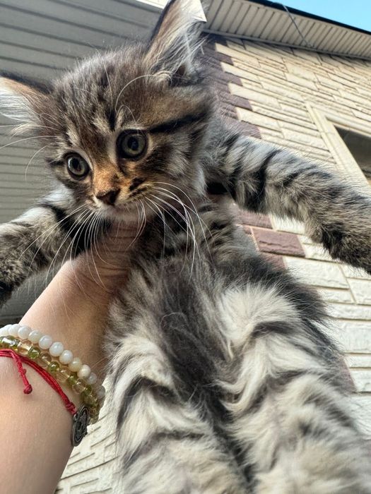 Котята в хорошие руки