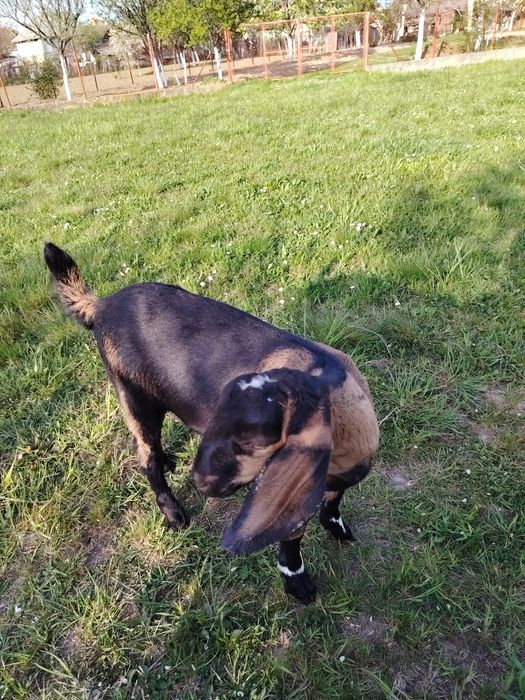 Tapisor anglo nubian de vânzare