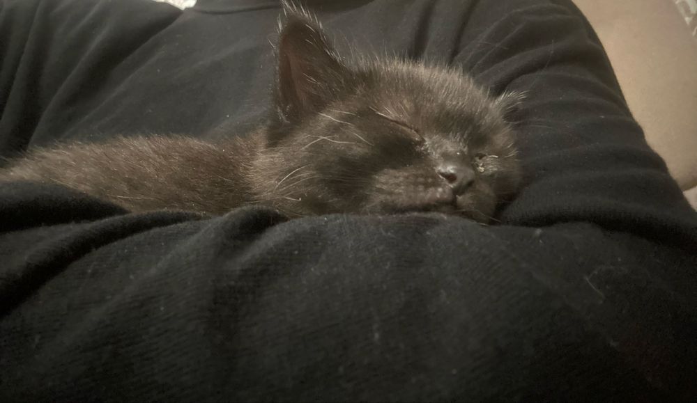Котенок шотландтка скоттиш страйт