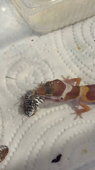 малыши эублефара собственного разведения