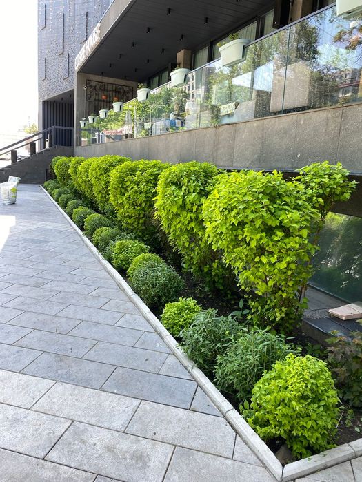 Озеленение благоустройство