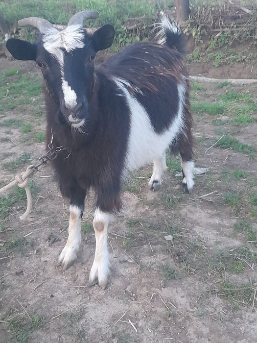 De vânzare capră la prima fătare