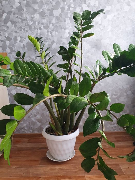 Цветок. Замиакулькас