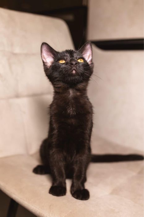 Котенок мальчик красавчик