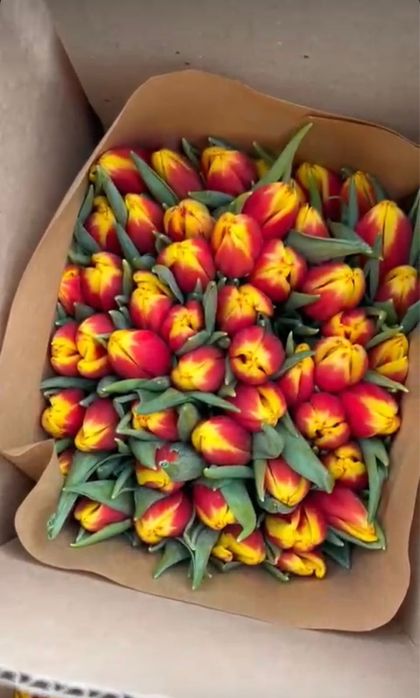 Тюльпаны оптом и в розницу