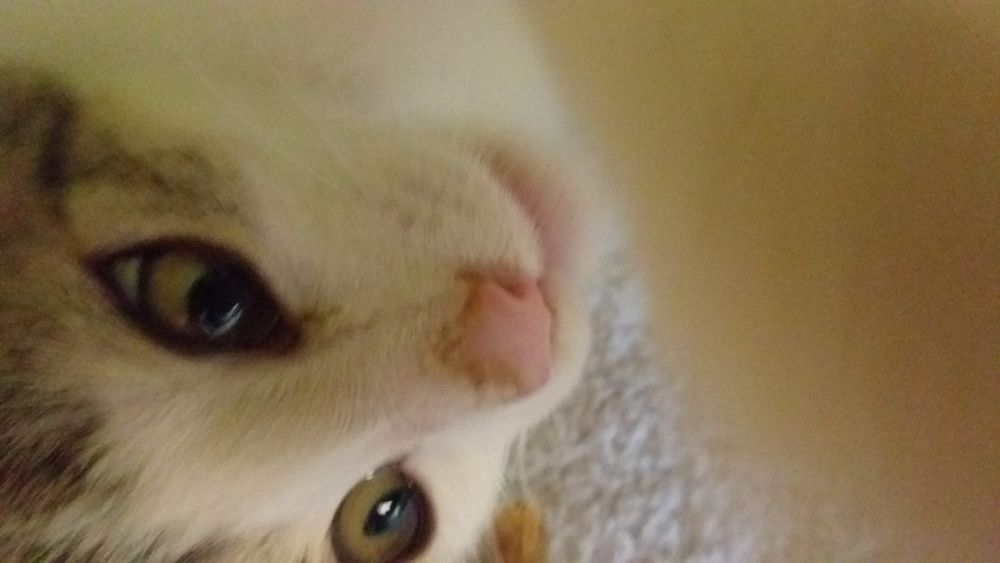 Pisoi spre adoptie