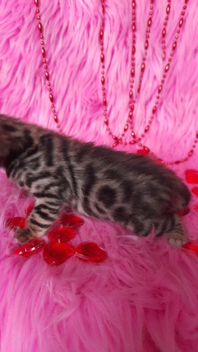 Бенгальские котята