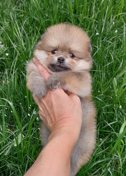 Померанский шпиц