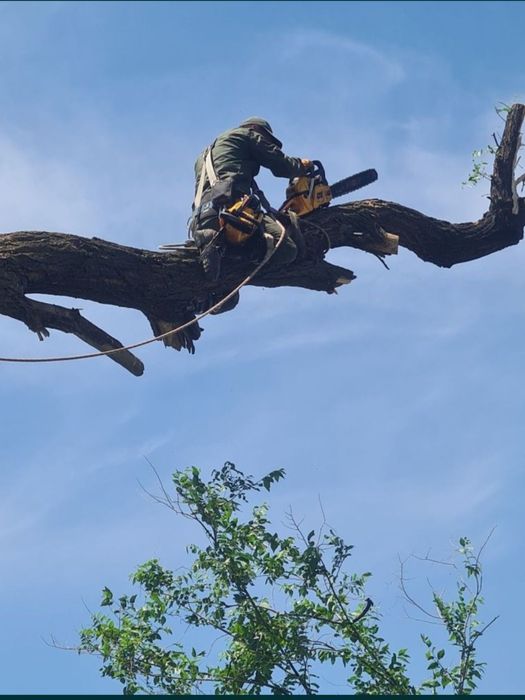 Агаш кесемиз спил деревьев