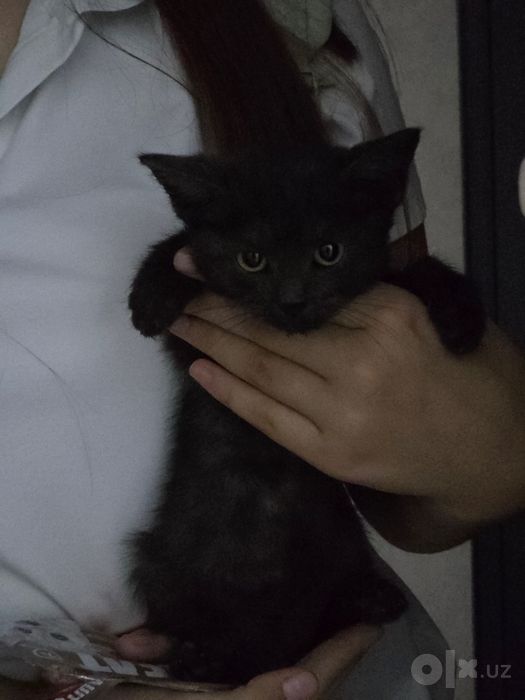 Котёнок. Девочка