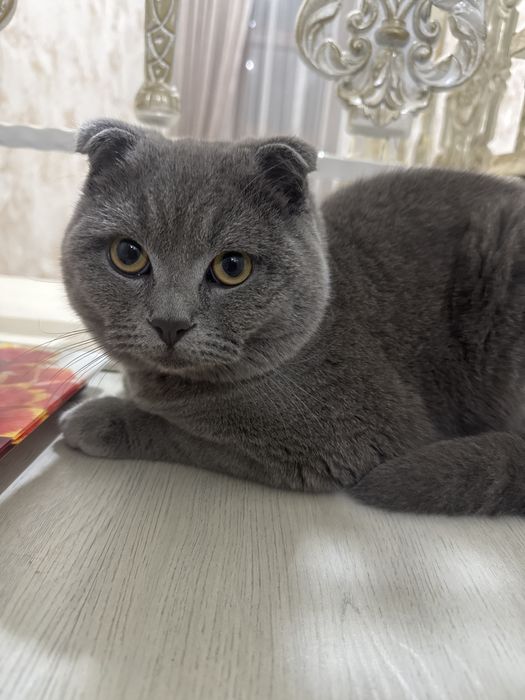 Вязка скотиш фолд