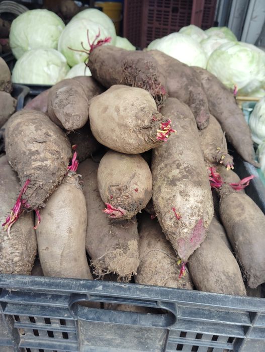 Sfeclā rosie de vānzare