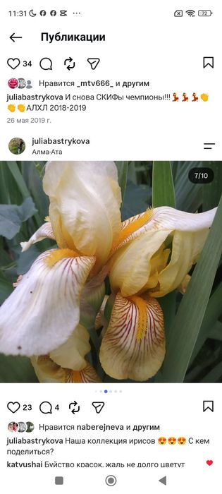 Клубни ириса продам