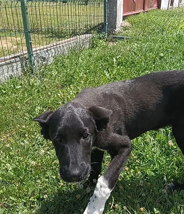 De adoptat o cățea  nu știu câți ani are am gasito