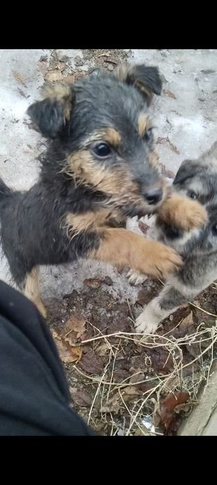 Ягьтерьер , девченка