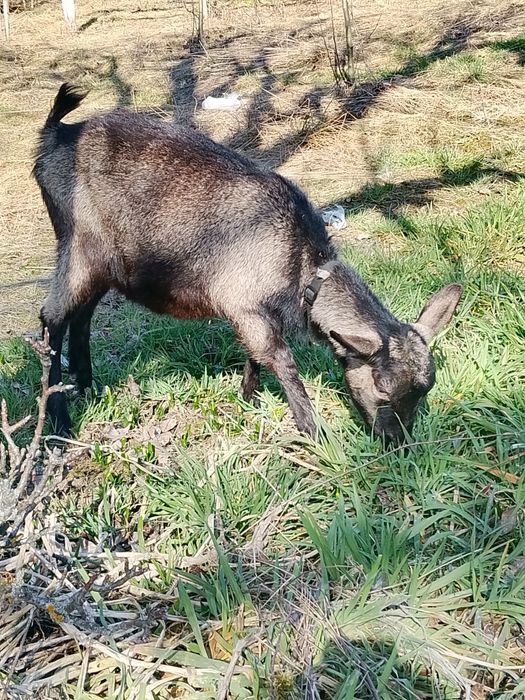 Ieduta, capra Alpina Franceza