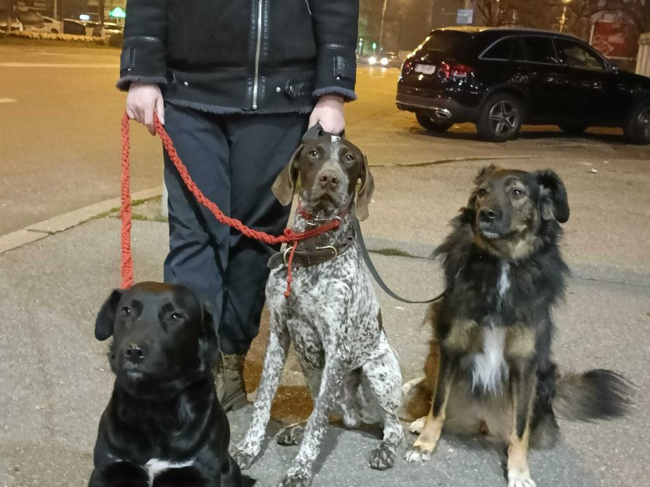 Dresaj, disciplină și socializare canină