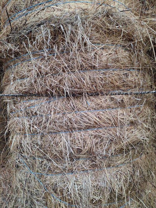 Baloti de fan-de pe ses