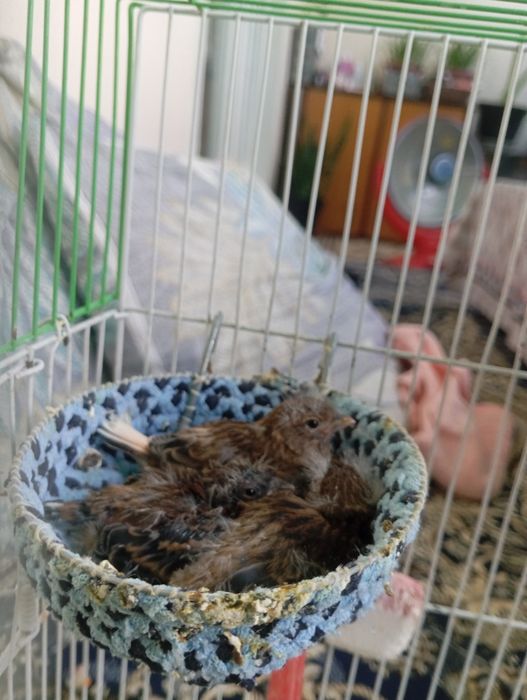 Канарейкалар сотувда