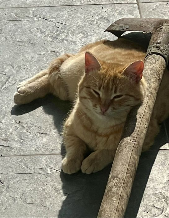 Кот в Добрые руки