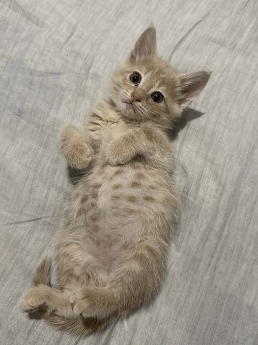 Отдам котят в ответственные руки