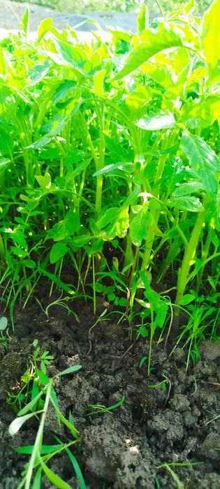 Har xil turdagi ishonchli koʻchatlar