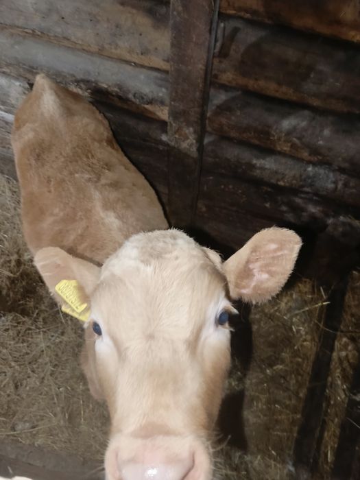 Продается бычек 2 месяца