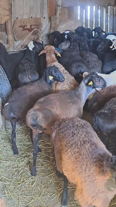 Токты   бар   Семиз