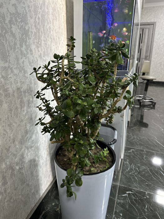 Цветы,Gullar pod ofis
