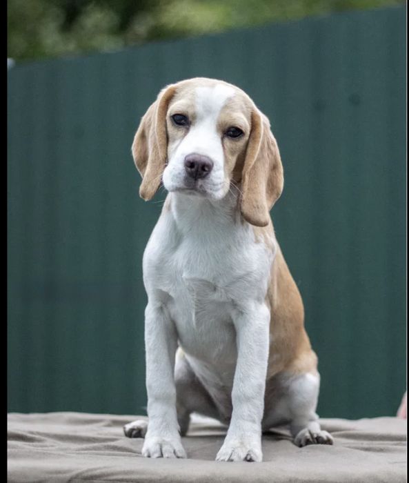 Щенки бигля Алматы