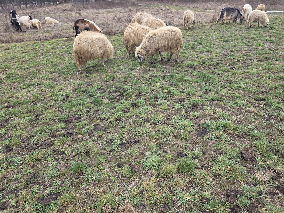 Vând 34 de oi 30 mature din care 15 sunt cu mieii  si 3 miele