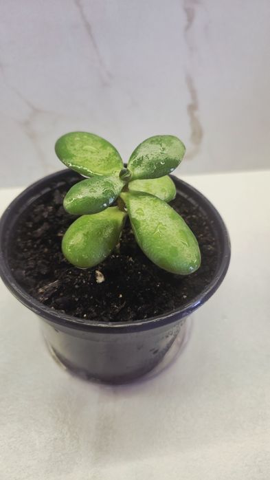 Продам цветок "Долларое дерево"