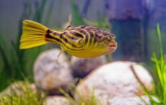 Редкие экзотические рыбы