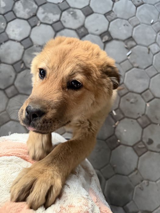 Отдам в хорошие руки