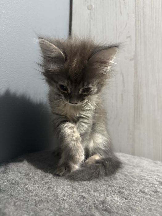 котенка в добрые руки
