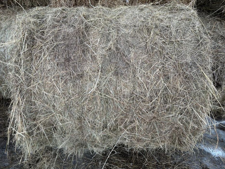 Продам сено в рулонах