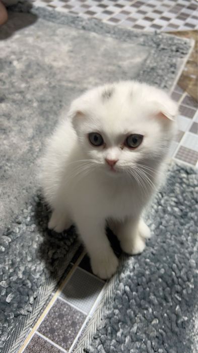 Продаются вислоухие котята