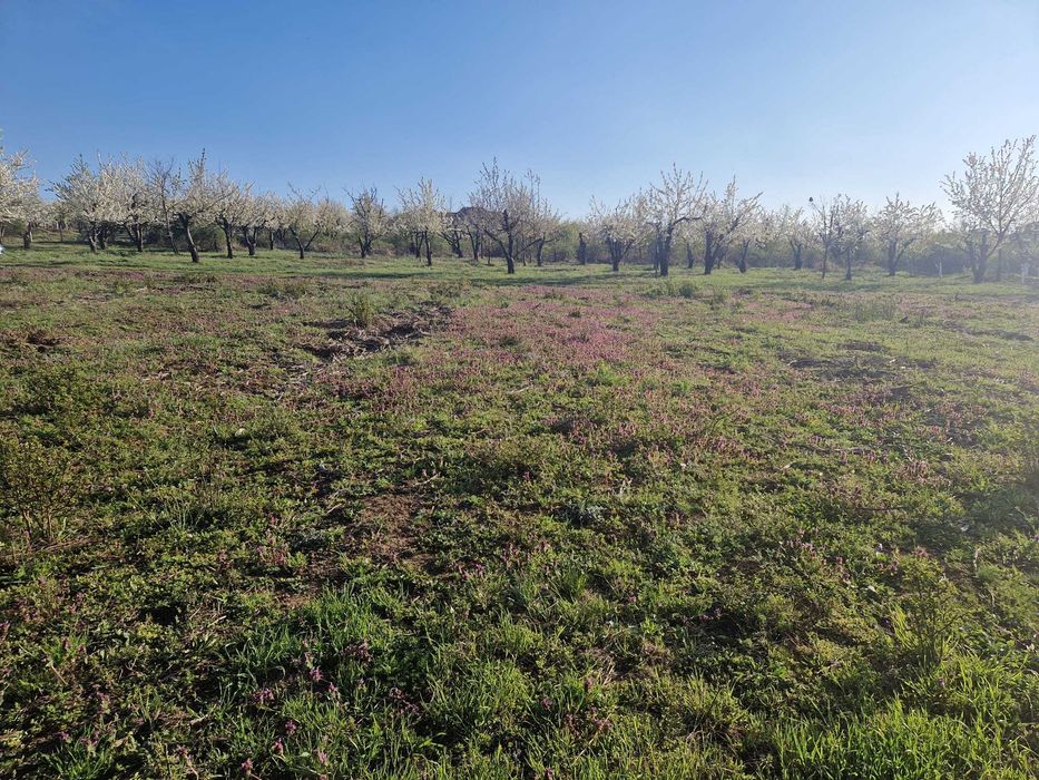 vand teren intravilan Paleu 3100 mp, 39 eur/mp