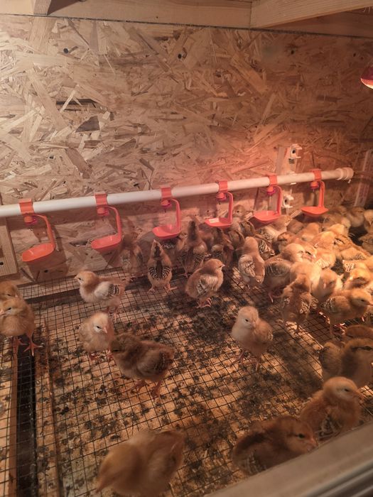 Корея Ханхяп жужалари