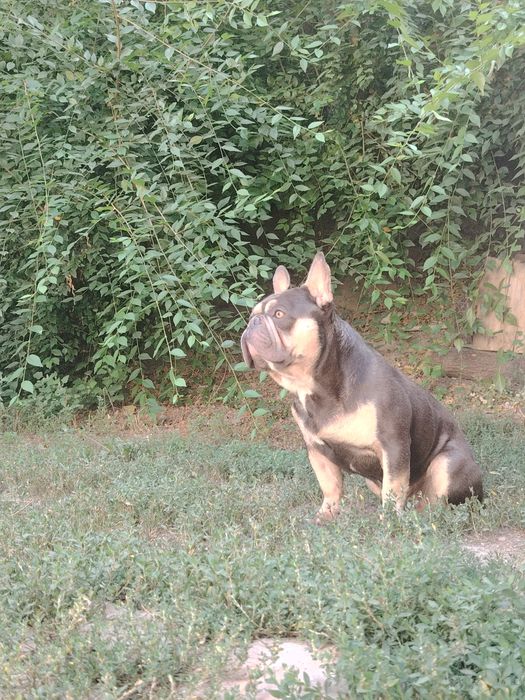 Вязка, Французкого Бульдога