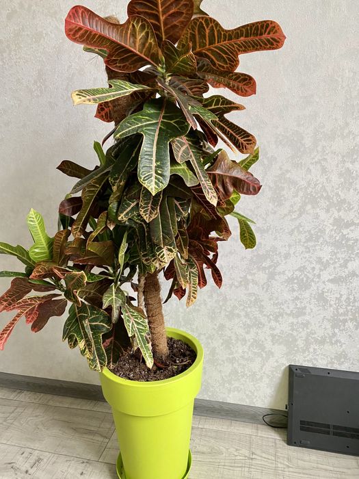 Продам Кротон