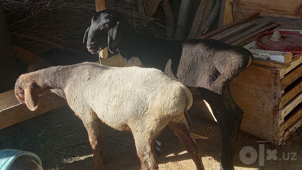 Egiz barrala sotiladi