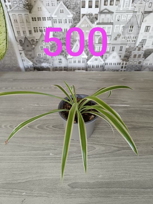 Продам недорого цветы