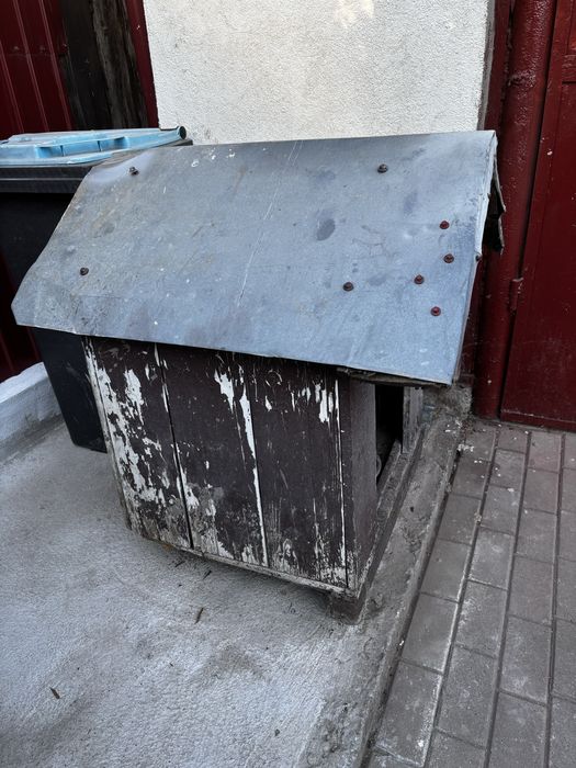Vand cusca pentru caine