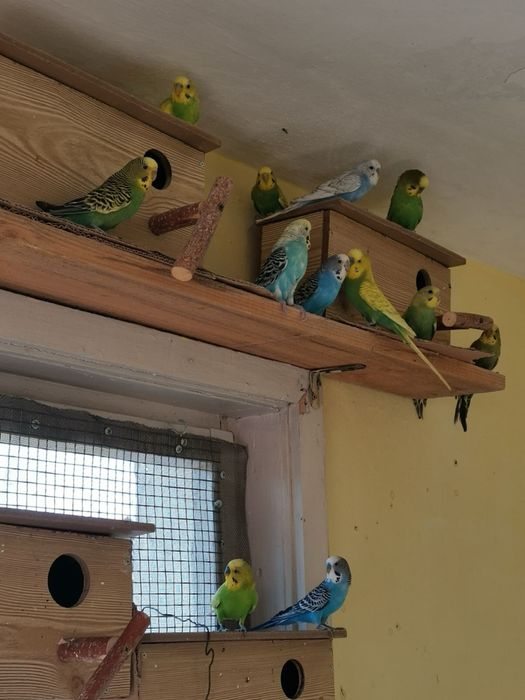 Вълнисти папагали